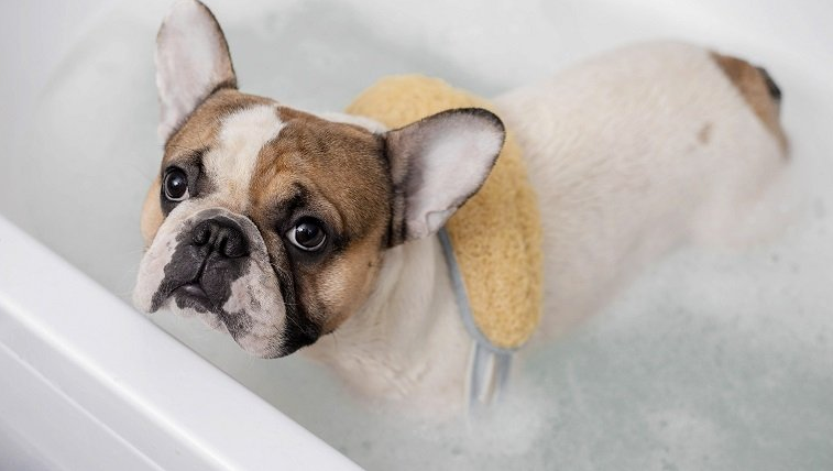 Bathing Your Dog In Bath Bombs With Essential Oils Brings Great Results