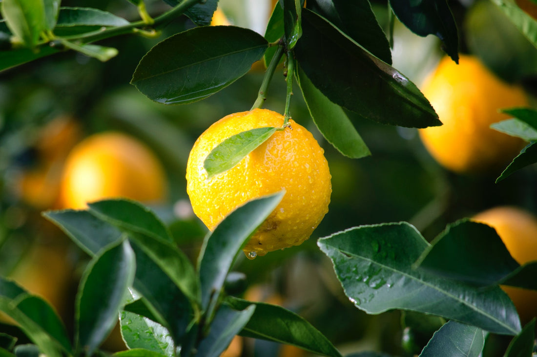 The 7 Benefits of Citrus Essential Oil Blends
